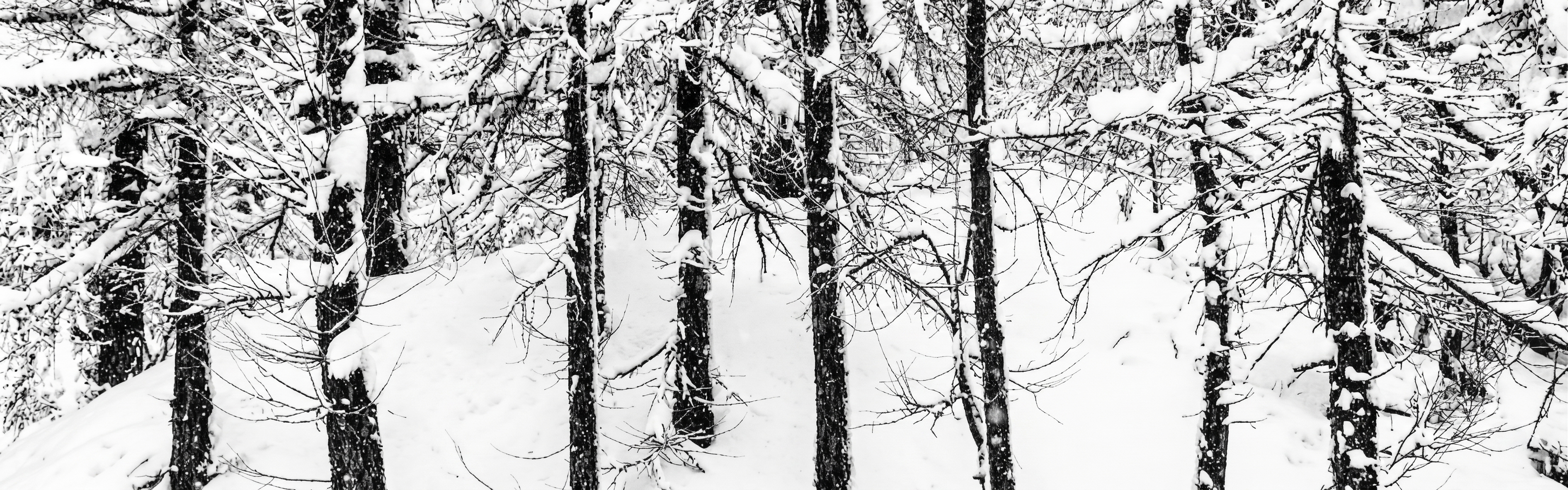 Alberi, richiamo visivo all'esplorazione dell'inconscio e della mente humana